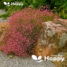 Baby's Breath Crimson Red -