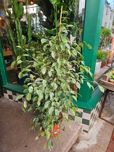 Ficus benjamina golden king - ficus,