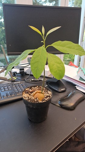Bacon avocado seedling cold - seedling,