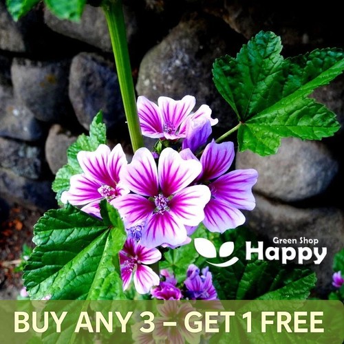 Mallow hollyhock 80 - hollyhock,