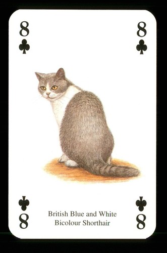 Playing card cat british - x,