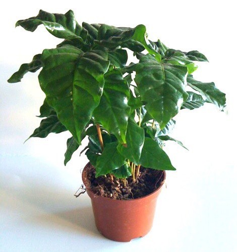 Grow your own coffee - your, plant