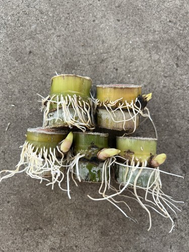 Rooted green yellow - rooted,