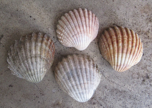Large cockle clam shells - 4,