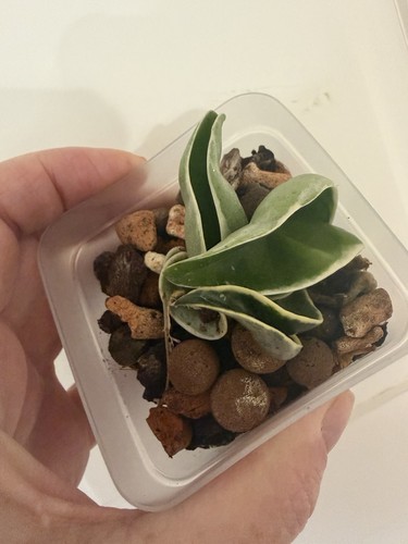 Hoya carnosa compacta - carnosa,