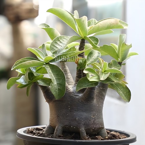 Adenium arabicum exotic - adenium,
