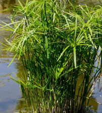Cyperus Umbrella Palm 25+