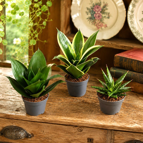 Sansevieria hahnii snake - 3,