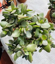 Crassula Ovata  Money Penny Tree succulent plant 