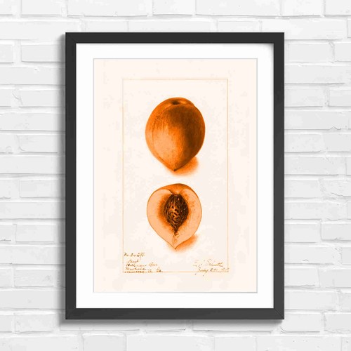 Vintage peach botanical art - peach,