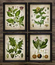 Poisonous Plants Print Set of 4, Vintage Botanical Wall Art, Poison Drug Plant