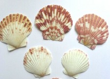 Shells Pk 20 Natural Scallops