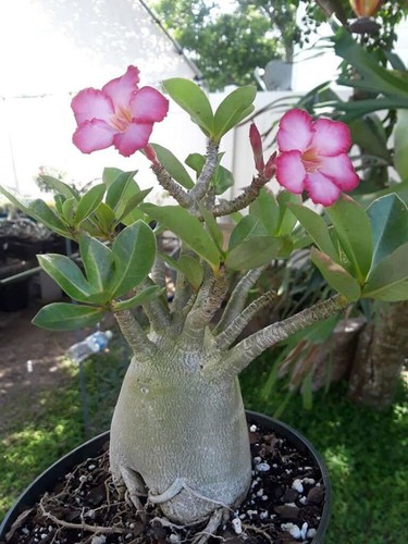 Desert rose adenium obesum - adenium,