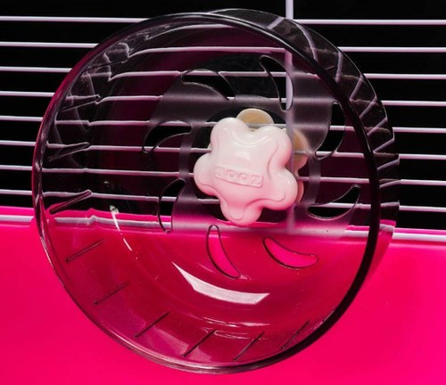 The hamster rat mice - hamster,