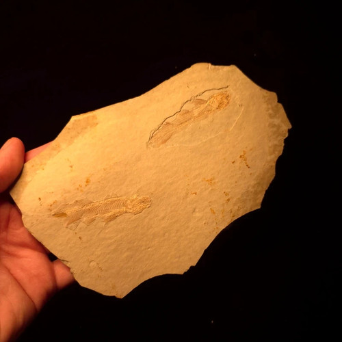 Lycoptera davidi fossil fish - fossil,