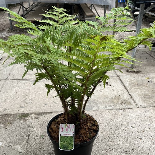 Cyathea cooperi lacy - cyathea, tree