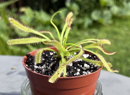 Live drosera capensis sundew - live,