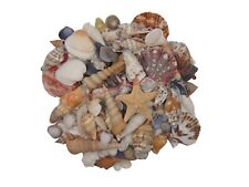Natural Beach Shells - Home