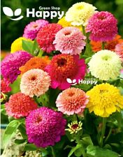 ZINNIA SCABIOSA FLOWERED - 150 SEEDS - Zinnia elegans -  LARGE CRESTED FLOWERS