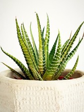 Variegated Haworthia fasciata