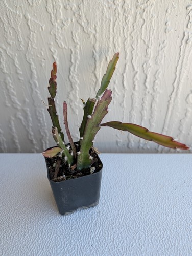 Rhipsalis cactus lepismium - "rhipsalis, cactus"
