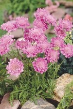 Scabiosa 'Pink Mist' - Scabious 9cm pot, ferny foliage pink flowers