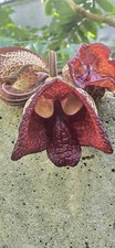 Aristolochia alvadorensis RARE HTF Young Plants