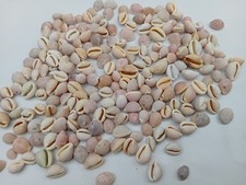 200 Pink / White Cowrie Shells