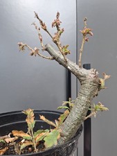 Chunky oak bonsai - chunky, tree