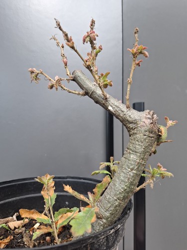 Chunky oak bonsai tree - ,