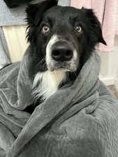 Border Collie Dog
