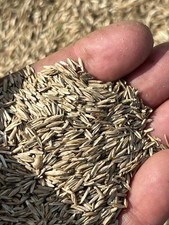Lawn Grass Seed 100% Ryegrass