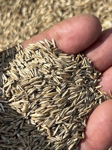 Lawn grass seed - 100%, ryegrass