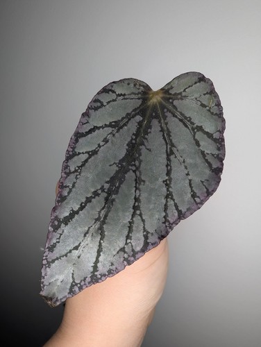 Begonia rooted cutting - begonia,