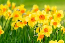 10 Daffodil Jetfire Spring