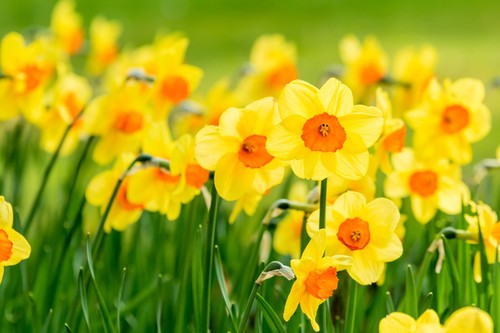 Daffodil jetfire spring - jetfire,