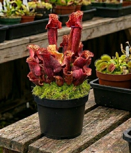 Sarracenia purpurea ssp - sarracenia,