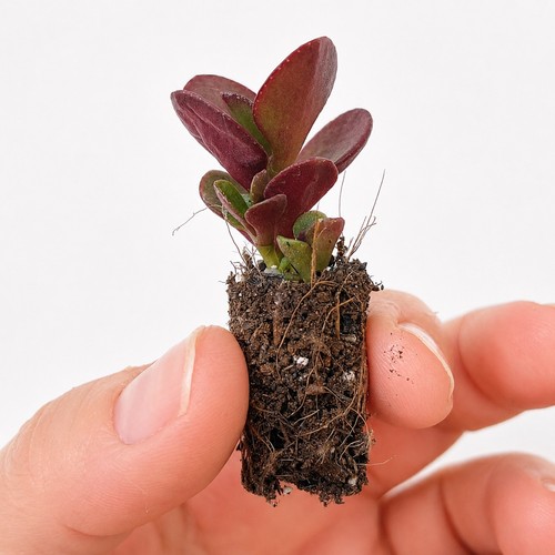 Small rooted jade plant - jade,