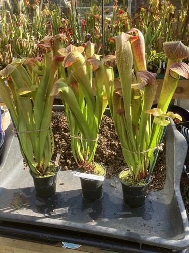 Sarracenia miniata - sarracenia., x