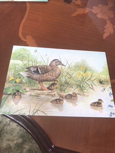 Mallard and ducklings - mallard, by