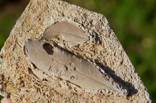 Amazing rare fossil - #14,
