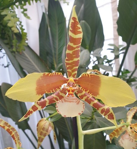 Rossioglossum rawdon jester - rossioglossum,