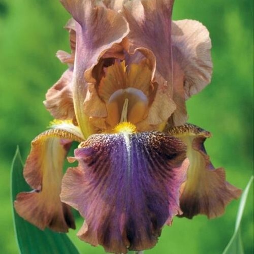 Iris bearded bicolor 5 - bicolor, n°5