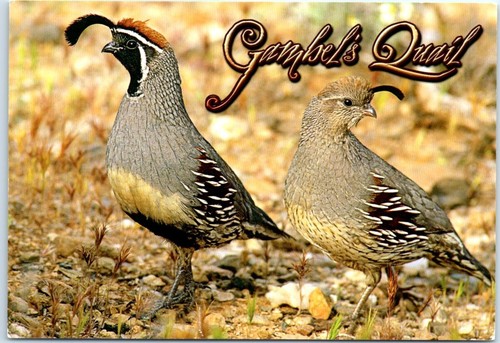 Postcard gambel s quail - postcard, gambel's