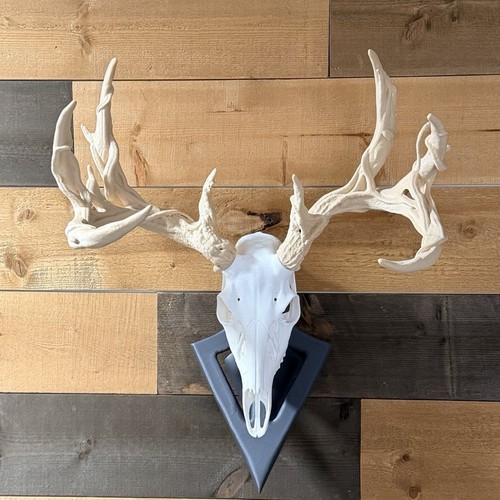 Deer skull with antlers large - with,