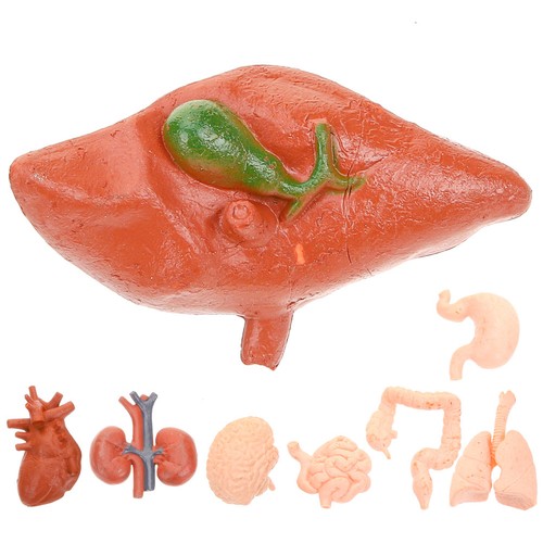 Pcs brain anatomy - ,