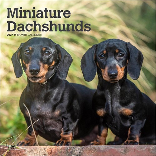 Miniature dachshunds 2027 - miniature,