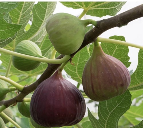 Brown turkey fig pot - turkey, 2l
