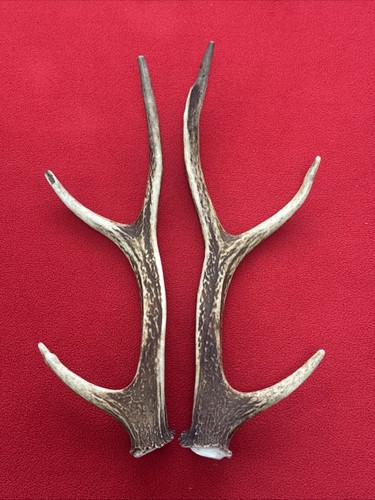 Pair sika deer - of,