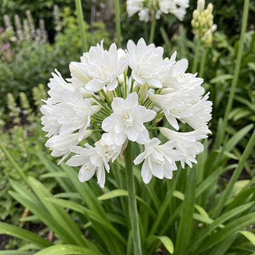 Agapanthus double diamond - double,